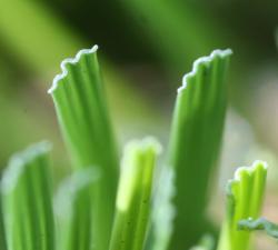 Advanced artificial turf - "W" technology
